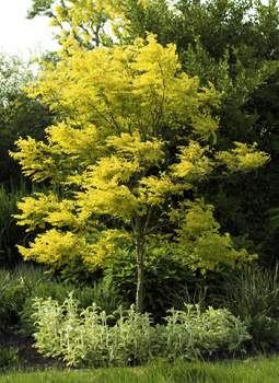 Golden Locust