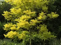 Golden Locust
