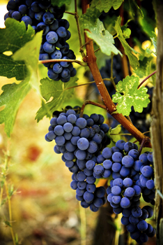 Lomanto Grape Vine