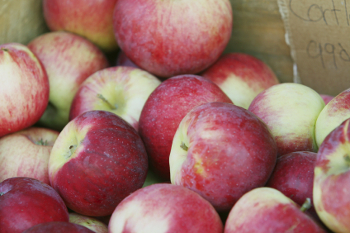 Cortland Apple Tree