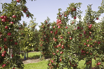 Semi-Dwarf Cortland Apple Tree - One of the slowest to brown after