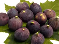 Italian Everbearing Fig Tree