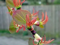 Katsura Tree