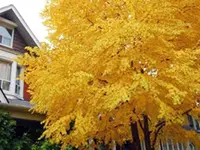 Katsura Tree