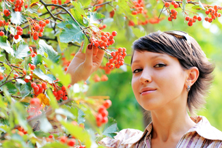 Korean Mountain Ash Tree