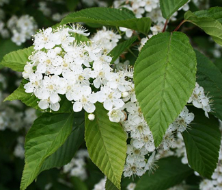 Korean Mountain Ash Tree