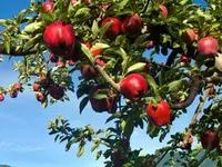 Dwarf Red Delicious Apple Tree