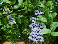 Climax Blueberry Plant