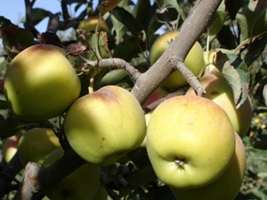 Dwarf Golden Delicious Apple Tree