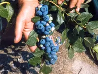 Northern Blueberry Combo