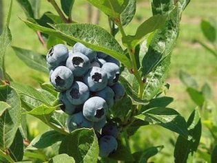 Northern Blueberry Combo