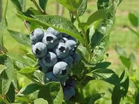 Northern Blueberry Combo