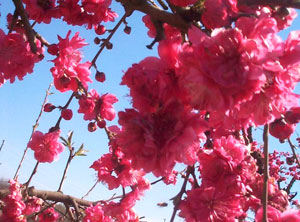 Red Baron Peach Tree