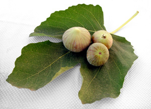 Greek Giant Honey Fig Tree ~25 Top Quality Seeds - HUGE Size