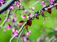 Ruby Falls Weeping Redbud Tree
