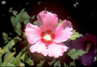 Aphrodite Althea Tree