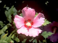 Aphrodite Althea Tree