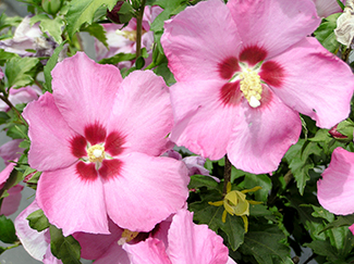 Aphrodite Althea Tree