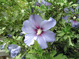 Bluebird Althea Tree, Blue Hibiscus Tree