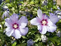 Bluebird Althea Tree