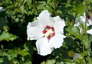 Red Heart Althea Tree