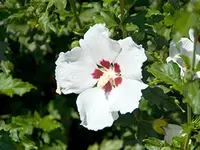Red Heart Althea Tree