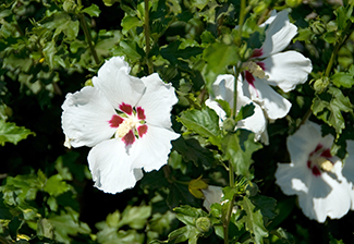 Red Heart Althea Tree