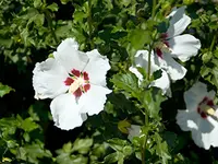 Red Heart Althea Tree