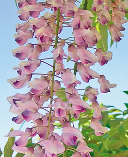 Pink Wisteria