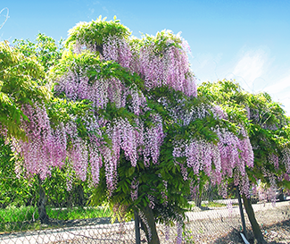 Pink Wisteria