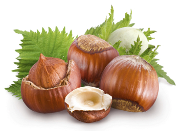 Eta Hazelnut Tree