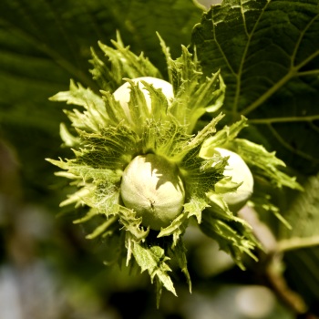 Eta Hazelnut Tree