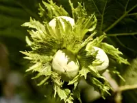 Eta Hazelnut Tree