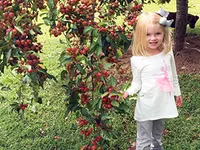 Eliza's Choice Crabapple