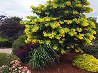Rise 'n Shine™ Redbud Tree