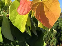Rise 'n Shine™ Redbud Tree