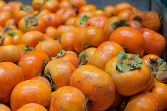 Fuyu Persimmon Tree