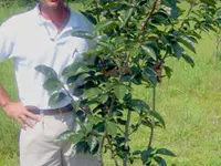 Tanenashi Persimmon Tree
