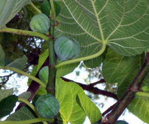 White Kadota Fig Tree