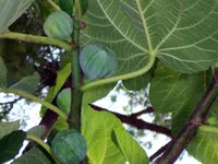 White Kadota Fig Tree