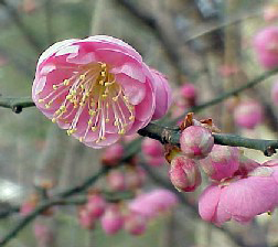 Peggy Clark Flowering Apricot Tree