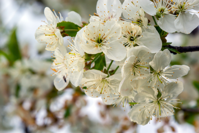 Shiro-Kaga Apricot Tree