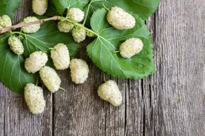 White Mulberry Tree