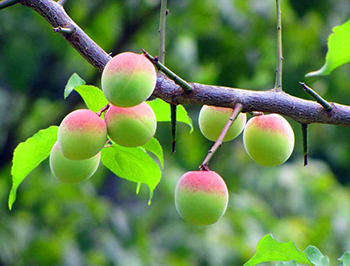Shiro-Kaga Apricot Tree